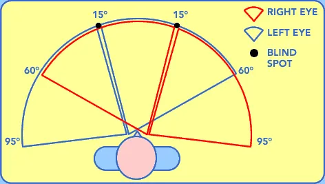 Diagram of the visual field: the right eye's field outlined in red and the left eye's in blue, overlapping in front of the face to span about 180 degrees, with each eye's blind spot marked.