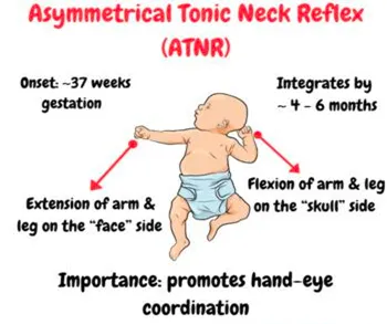 Asymmetrical tonic neck reflex (ATNR) diagram: onset about 37 weeks gestation, integrating by roughly 4 to 6 months. When the head turns, the arm and leg on the face side extend while the arm and leg on the skull side flex. Its role is to promote hand-eye coordination.
