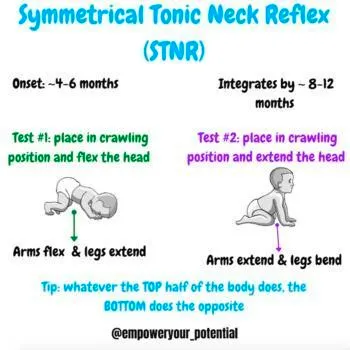 Symmetrical tonic neck reflex (STNR) diagram: onset about 4 to 6 months, integrating by about 8 to 12 months. Tested in the crawling position — flexing the head makes the arms flex and legs extend, extending the head makes the arms extend and legs bend. Whatever the top half of the body does, the bottom half does the opposite.