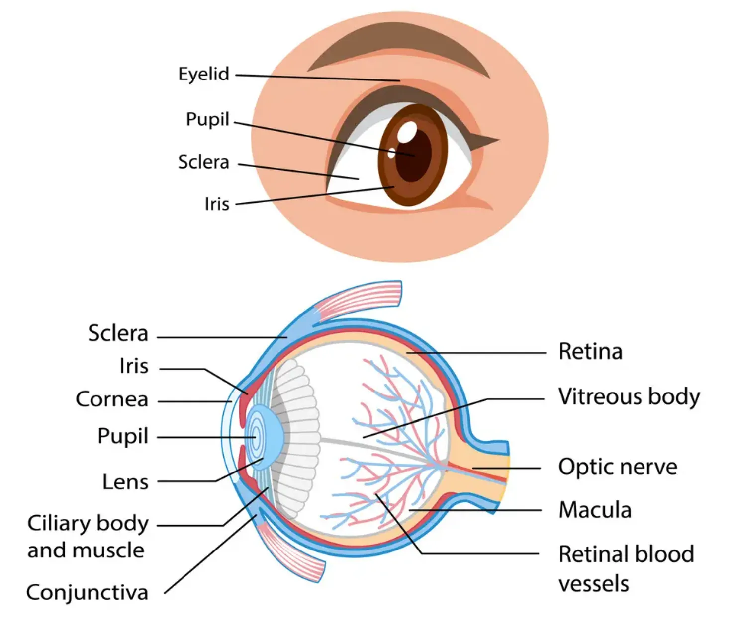 Labeled diagram of the eye: an outside view naming the eyelid, pupil, sclera and iris, above a cross-section naming the cornea, lens, ciliary body and muscle, conjunctiva, vitreous body, retina, macula, optic nerve and retinal blood vessels.
