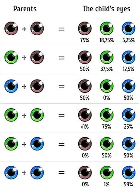 Chart showing the likelihood of brown, green or blue eyes in a child for each combination of parent eye colors
