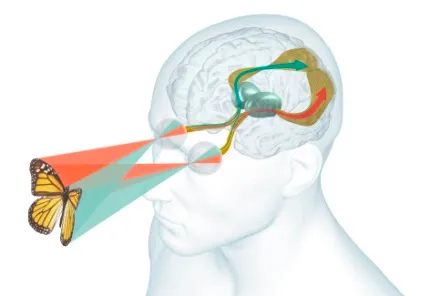 Illustration of the visual pathway - light from a butterfly enters both eyes and travels along the optic nerves and tracts to the visual cortex at the back of the brain, the network a concussion can disrupt