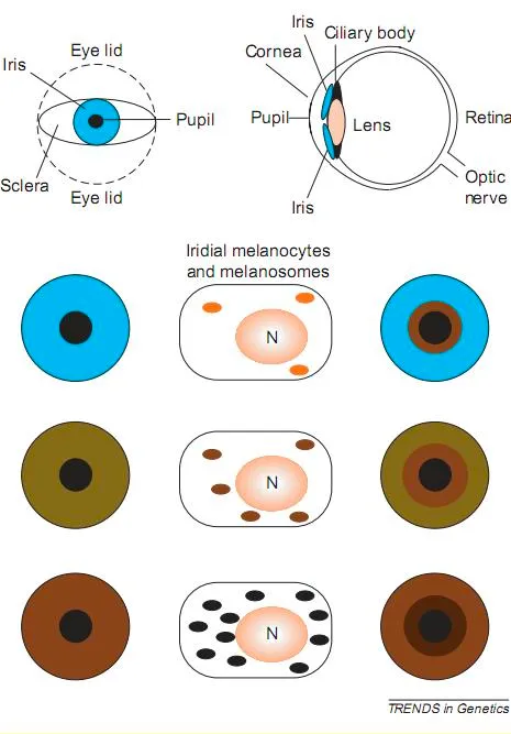 Diagram of the parts of the eye alongside iris cross-sections showing how increasing melanin in the iris produces blue, then hazel, then brown eyes