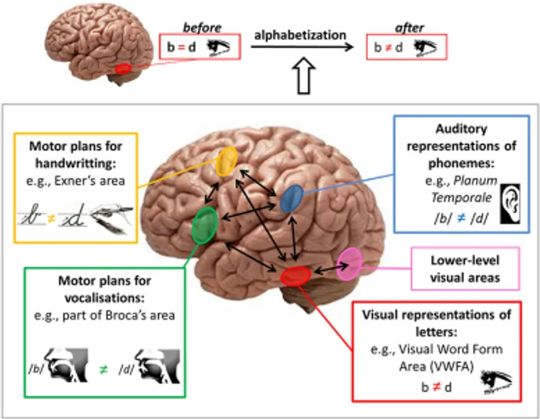 Diagram of the brain pathways involved in literacy acquisition, showing the visual word form area receiving input from language and handwriting regions