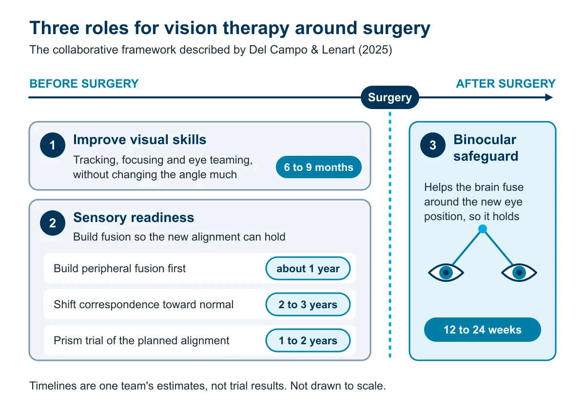 Timeline of three roles for vision therapy around strabismus surgery: visual skills (6 to 9 months) and sensory readiness (about 1 to 3 years) before it, then a binocular safeguard (12 to 24 weeks) after